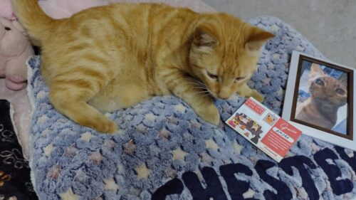 Cama Azul 😺 Machito photo review