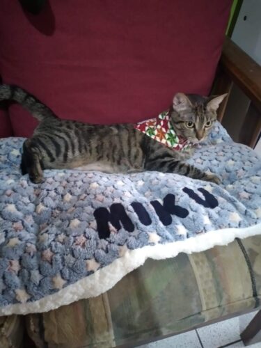 Cama Azul 😺 Machito photo review