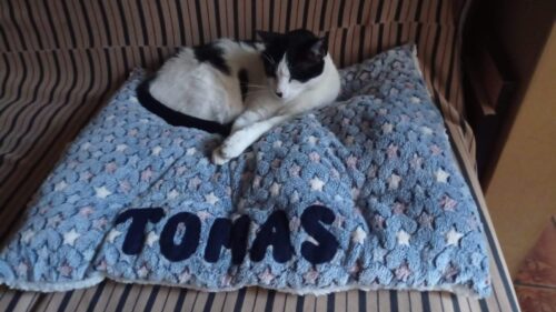 Cama Azul 😺 Machito photo review