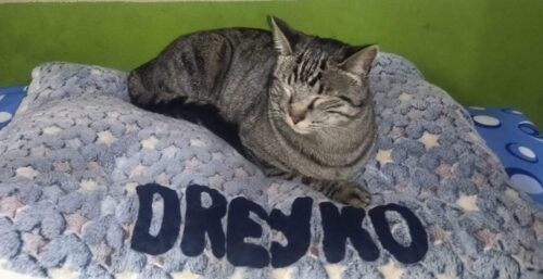Cama Azul 😺 Machito photo review