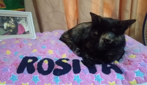 Cama Rosa 😻 Hembrita photo review