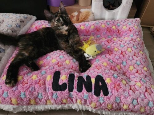 Cama Rosa 😻 Hembrita photo review