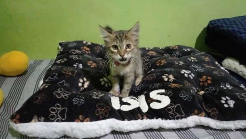 Cama Huellitas 😺 Unisex photo review