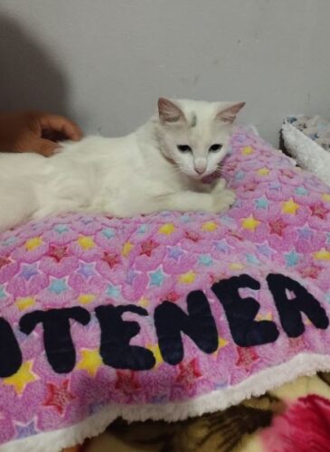 Cama Rosa 😻 Hembrita photo review