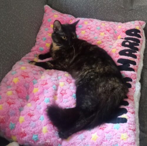 Cama Rosa 😻 Hembrita photo review